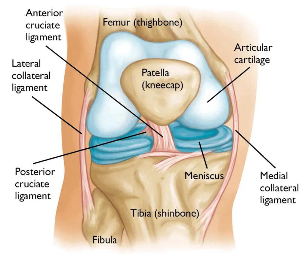 Knee anatomy diagram labeling the femur, tibia, fibula, kneecap, cartilage and knee ligaments